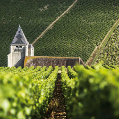 vignoble.jpg vignoble.jpg