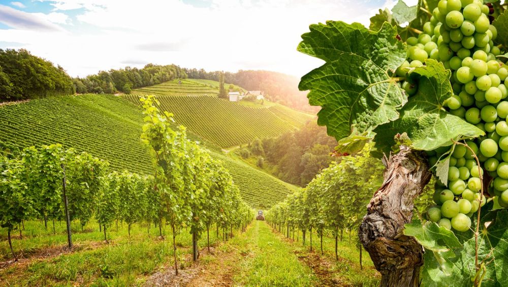 Profitez au maximum de vos vacances d’été en Bourgogne Profitez au maximum de vos vacances d’été en Bourgogne