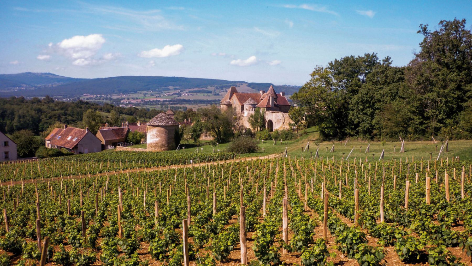 Burgundy wine traditions and techniques