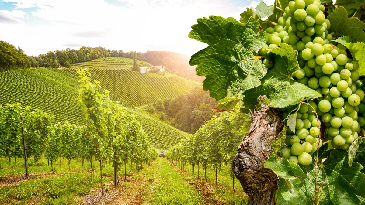 Les Vignes.jpg Les Vignes.jpg