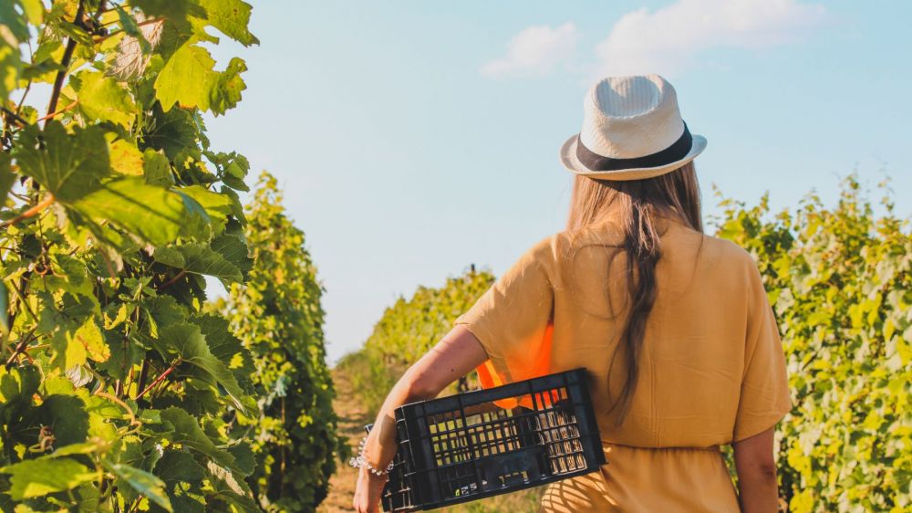 La route des vins de Bourgogne