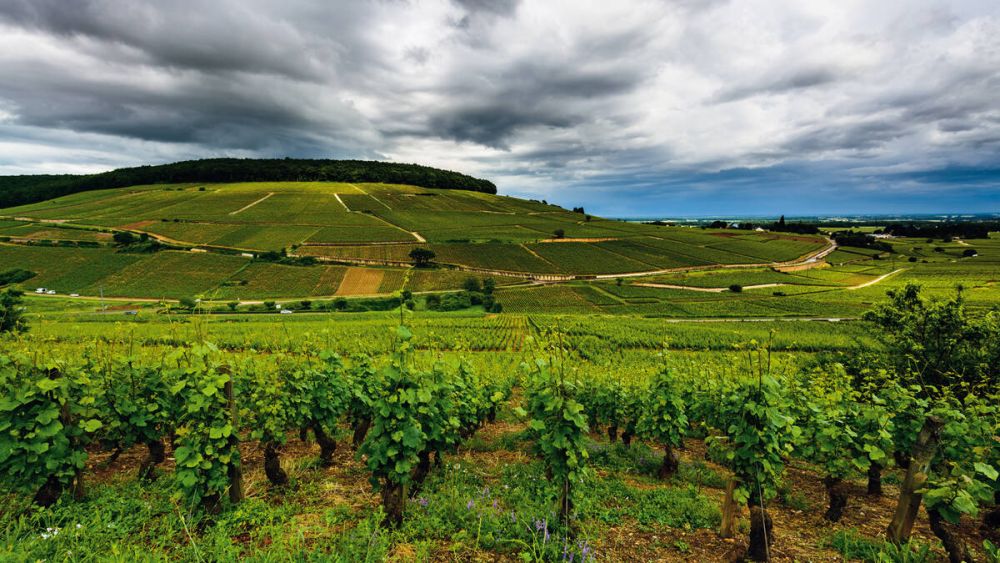 The different terroirs of Burgundy