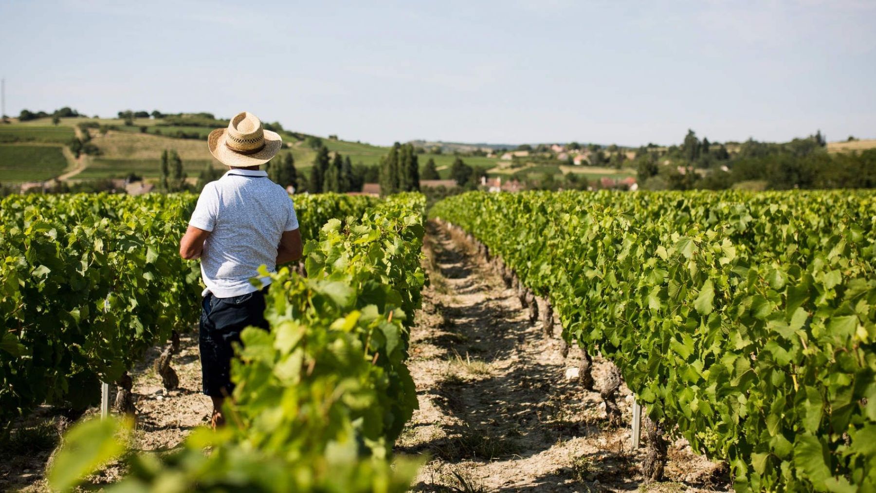 The iconic winegrowers and producers of the Burgundy Wine Route