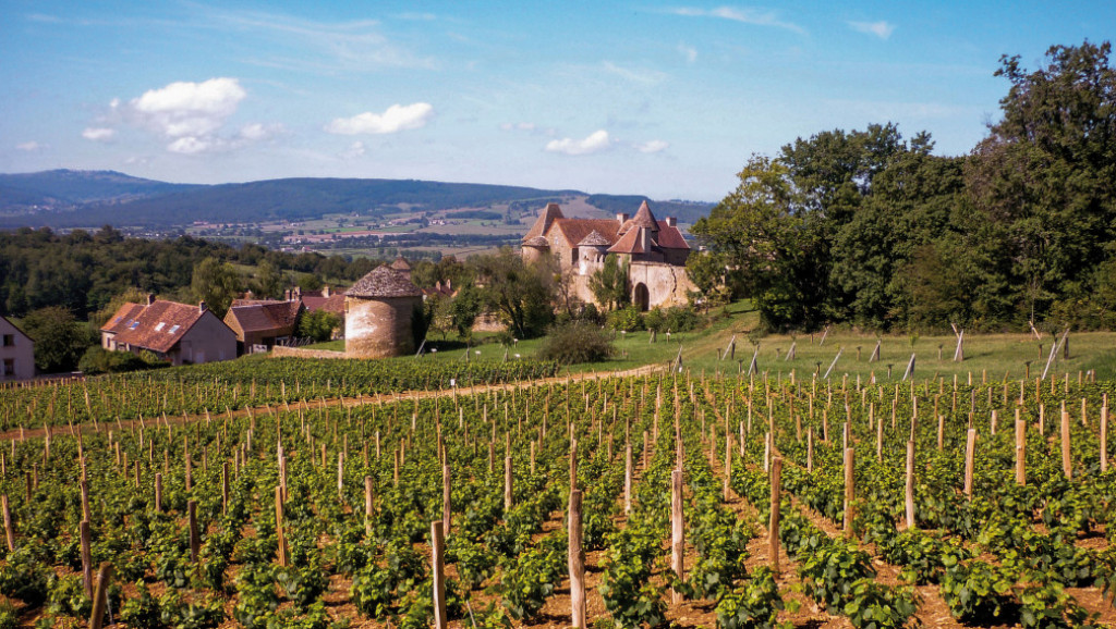 Vignes Vignes