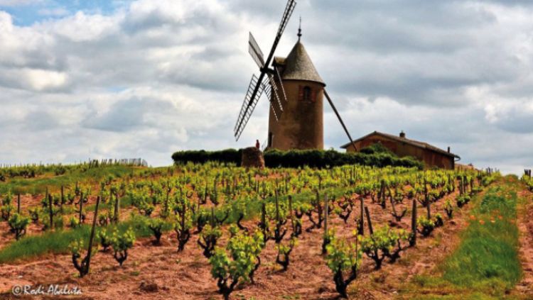 Vineyard side